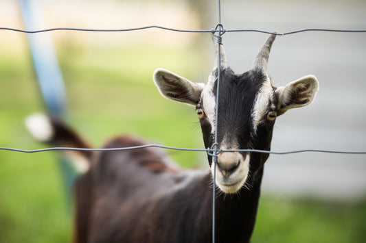 Farm Life Lesson #3: Fences Are Only as Strong as Your Last Fix